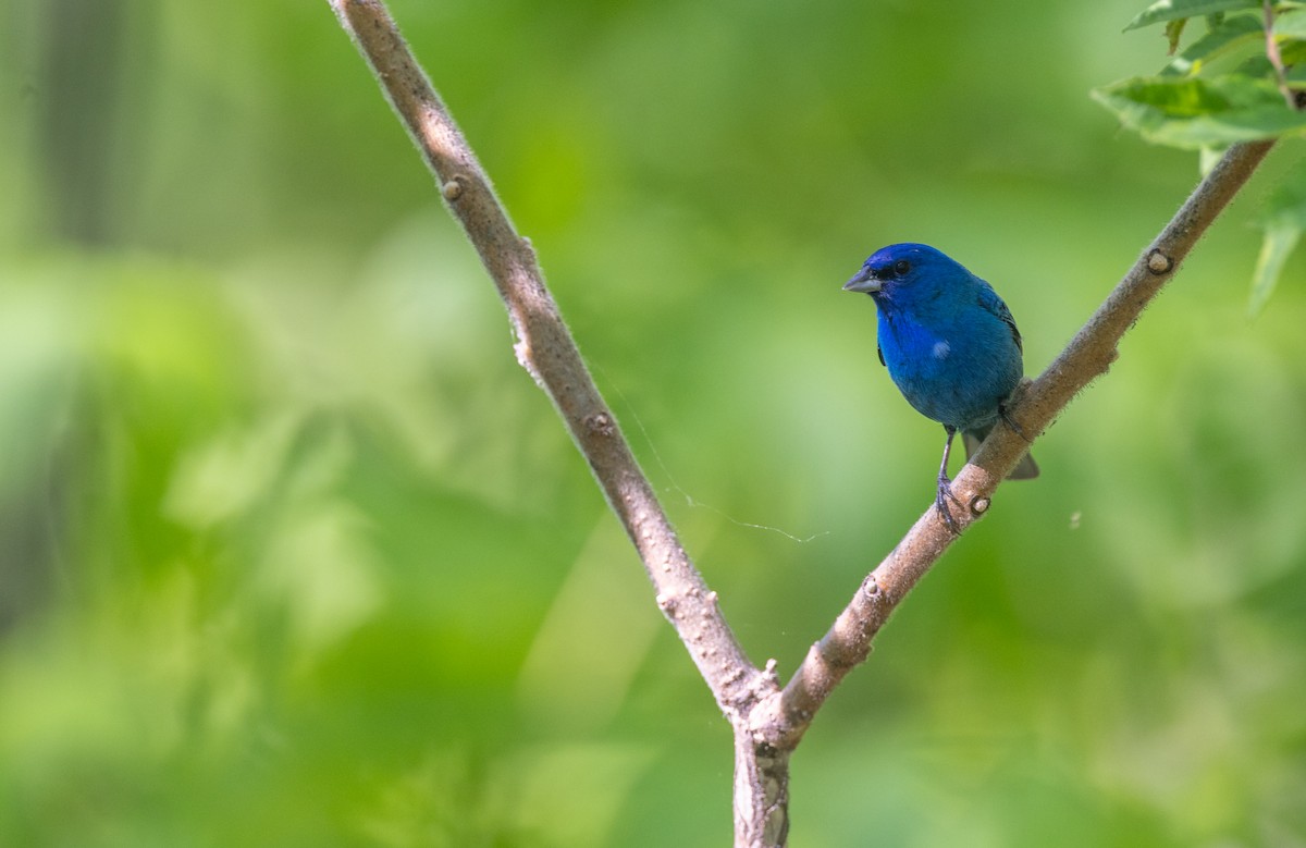 Indigo Bunting - ML620656887