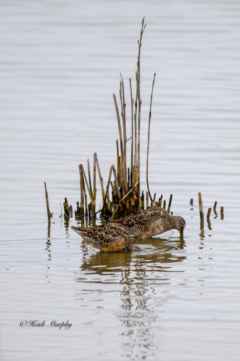 Short-billed Dowitcher - ML620656891