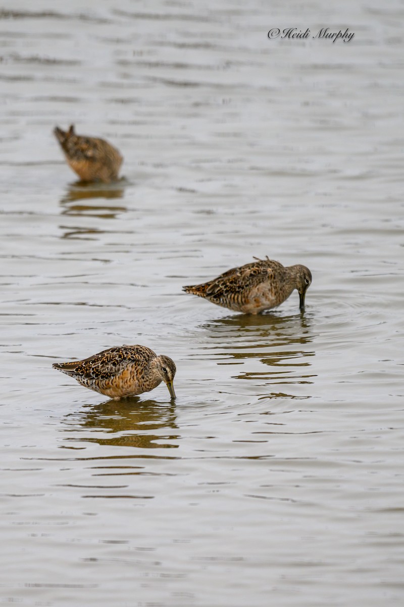 Short-billed Dowitcher - ML620656892