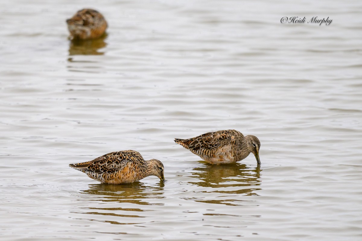 Short-billed Dowitcher - ML620656893