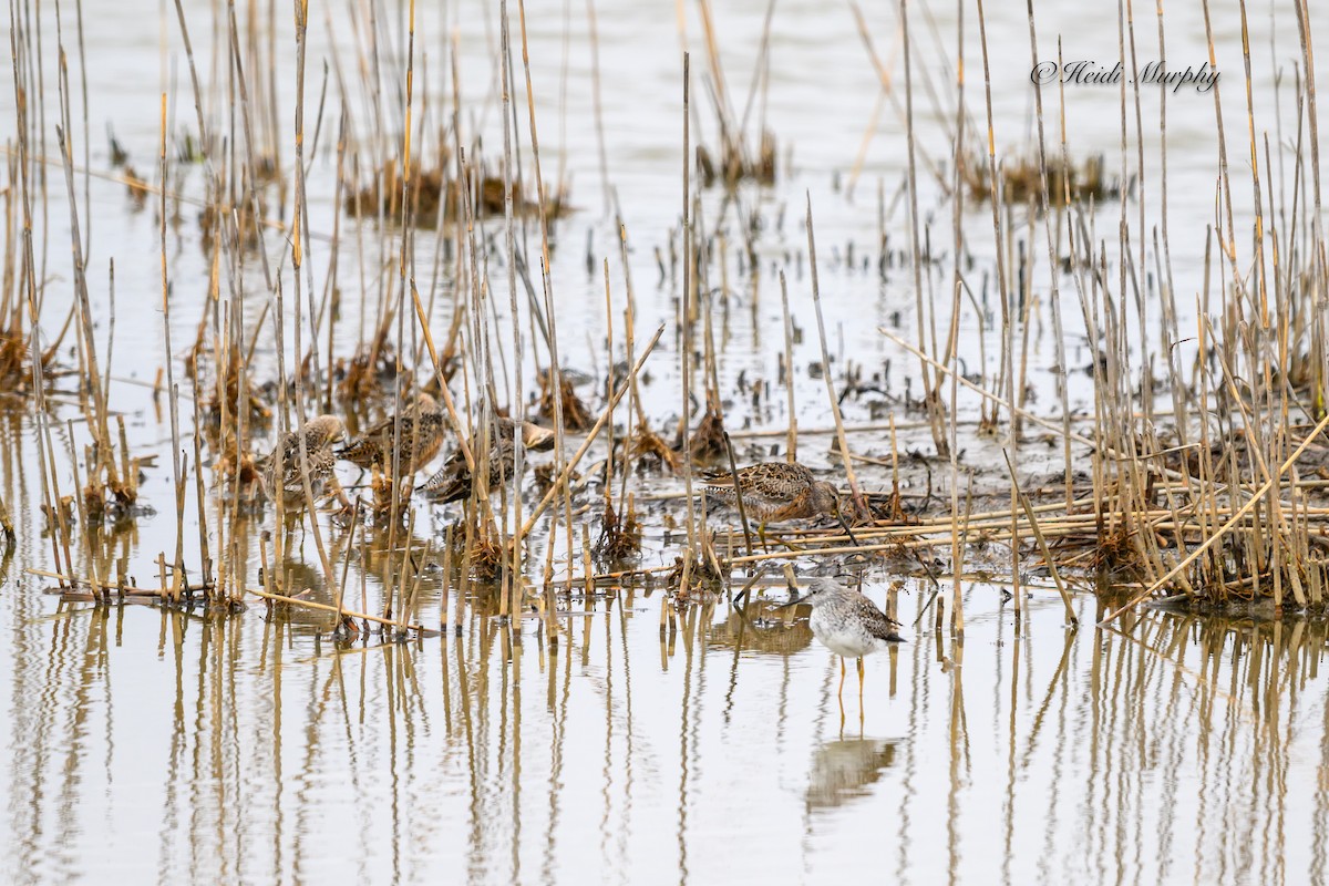 Short-billed Dowitcher - ML620656894