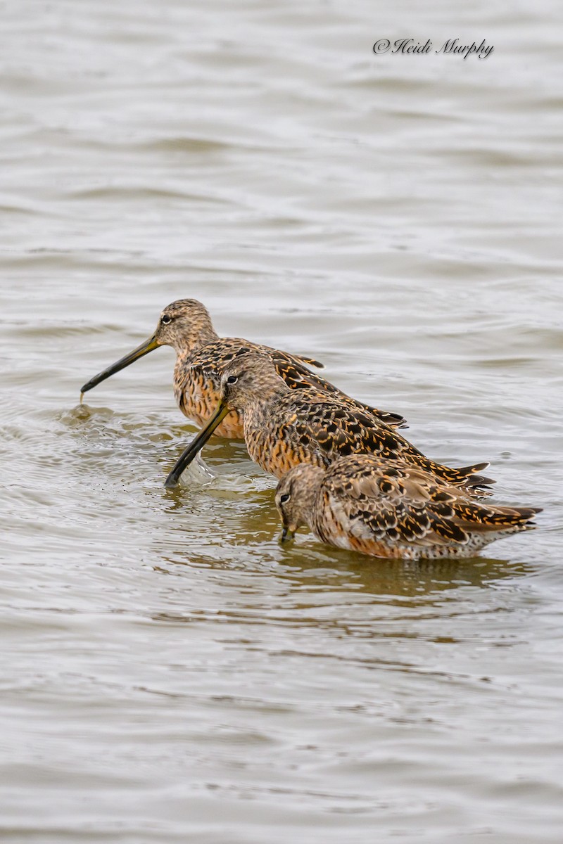 Short-billed Dowitcher - ML620656906