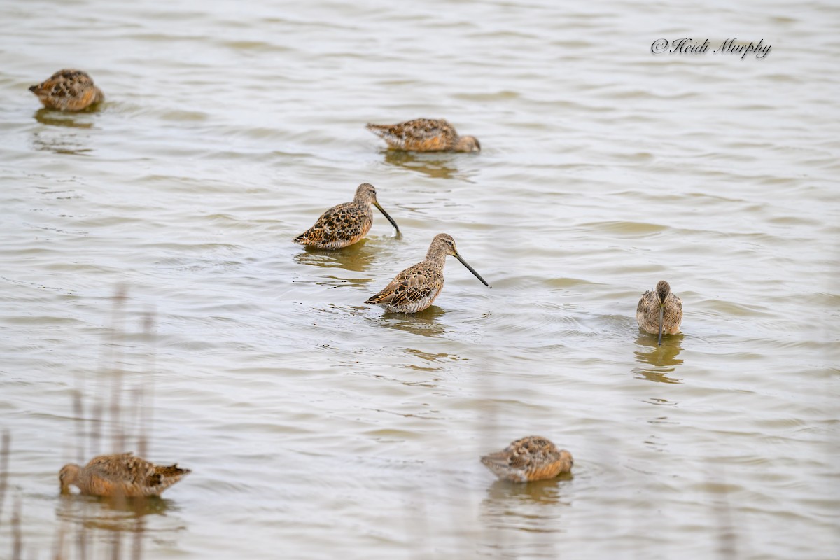 Short-billed Dowitcher - ML620656907