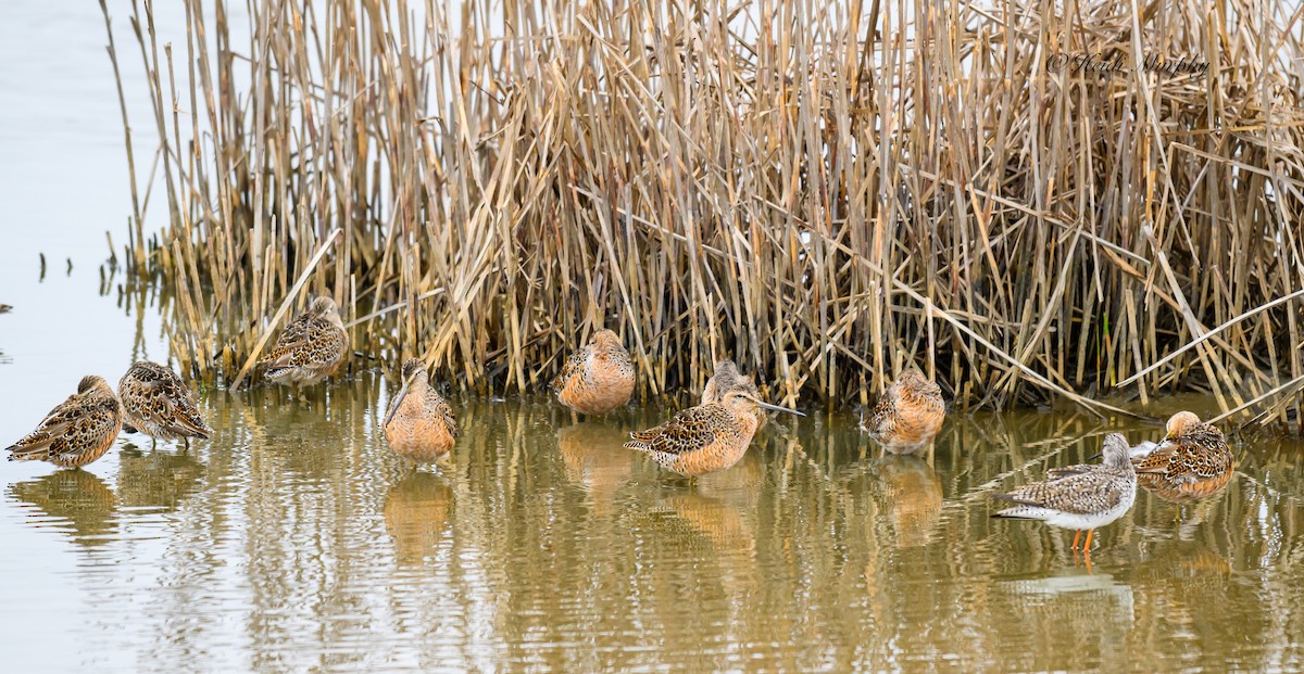 Short-billed Dowitcher - ML620656908