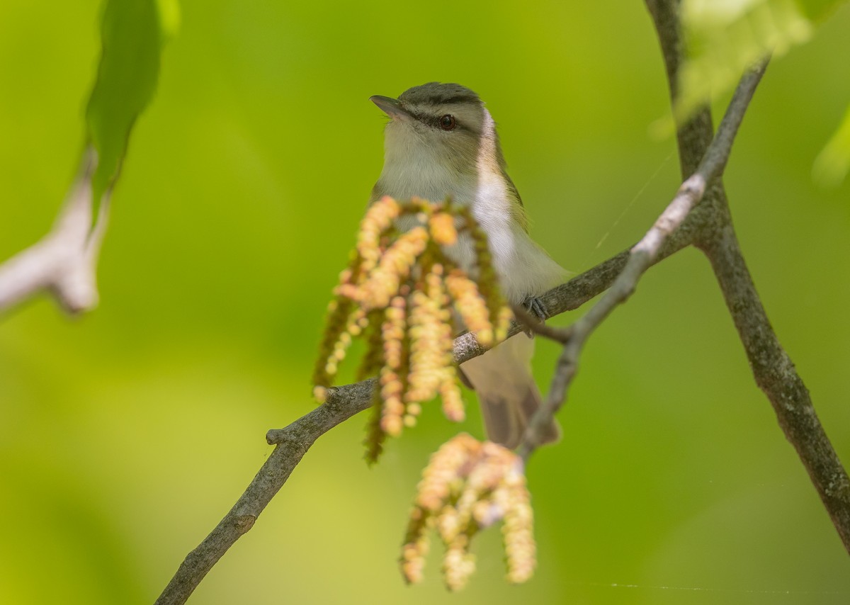 Red-eyed Vireo - Matthew Sabourin