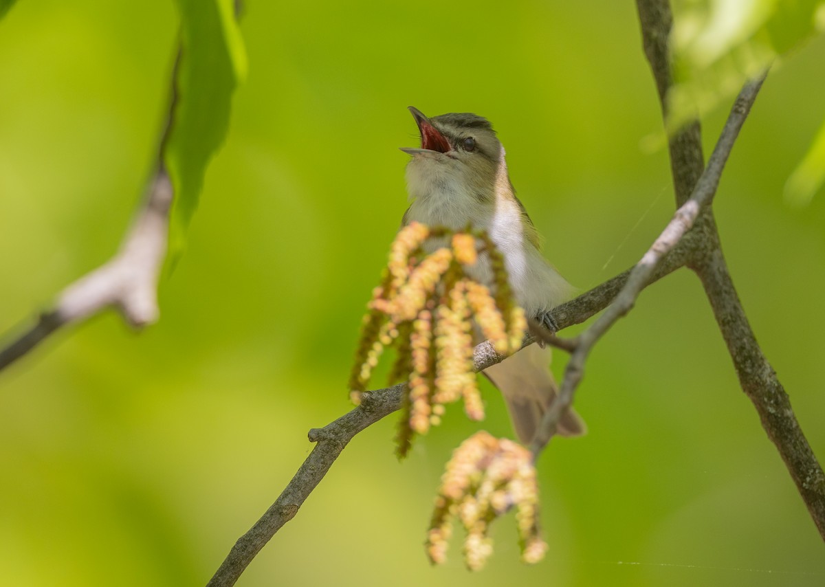 rødøyevireo - ML620656921