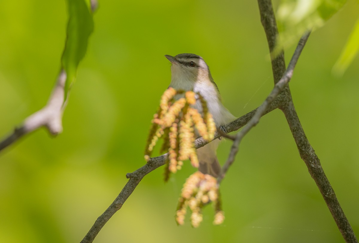 Red-eyed Vireo - ML620656922