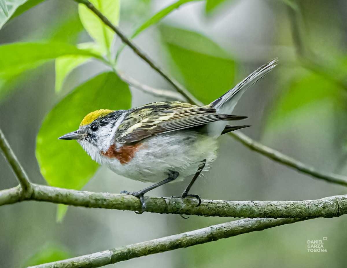 Chestnut-sided Warbler - ML620656927