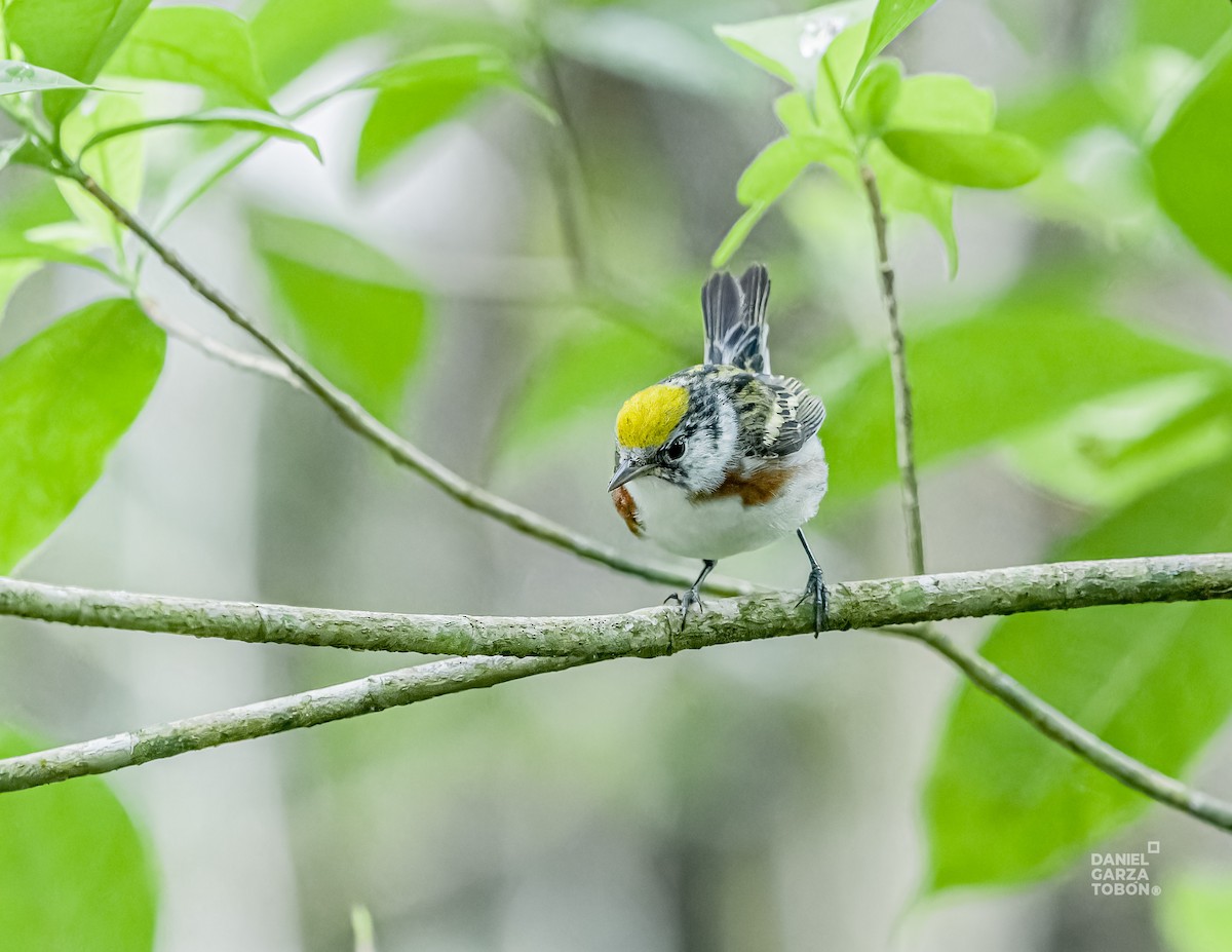 Chestnut-sided Warbler - ML620656930