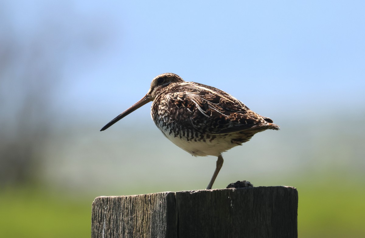 Wilson's Snipe - ML620656934