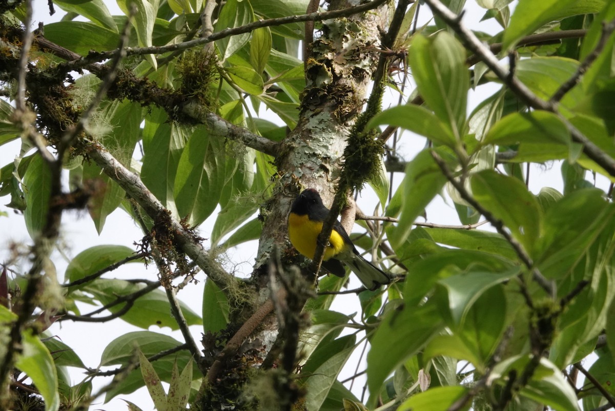 Slate-throated Redstart - ML620656937