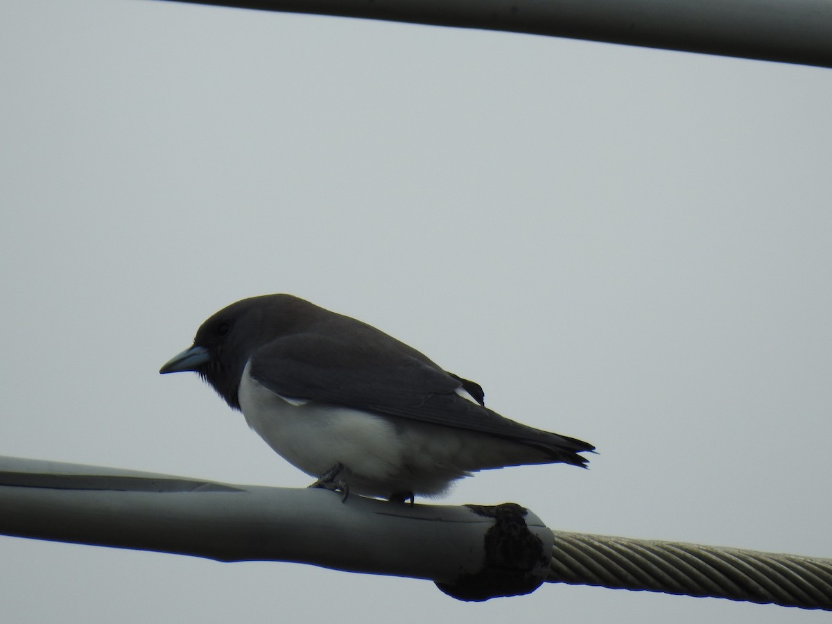 White-breasted Woodswallow - ML620656941