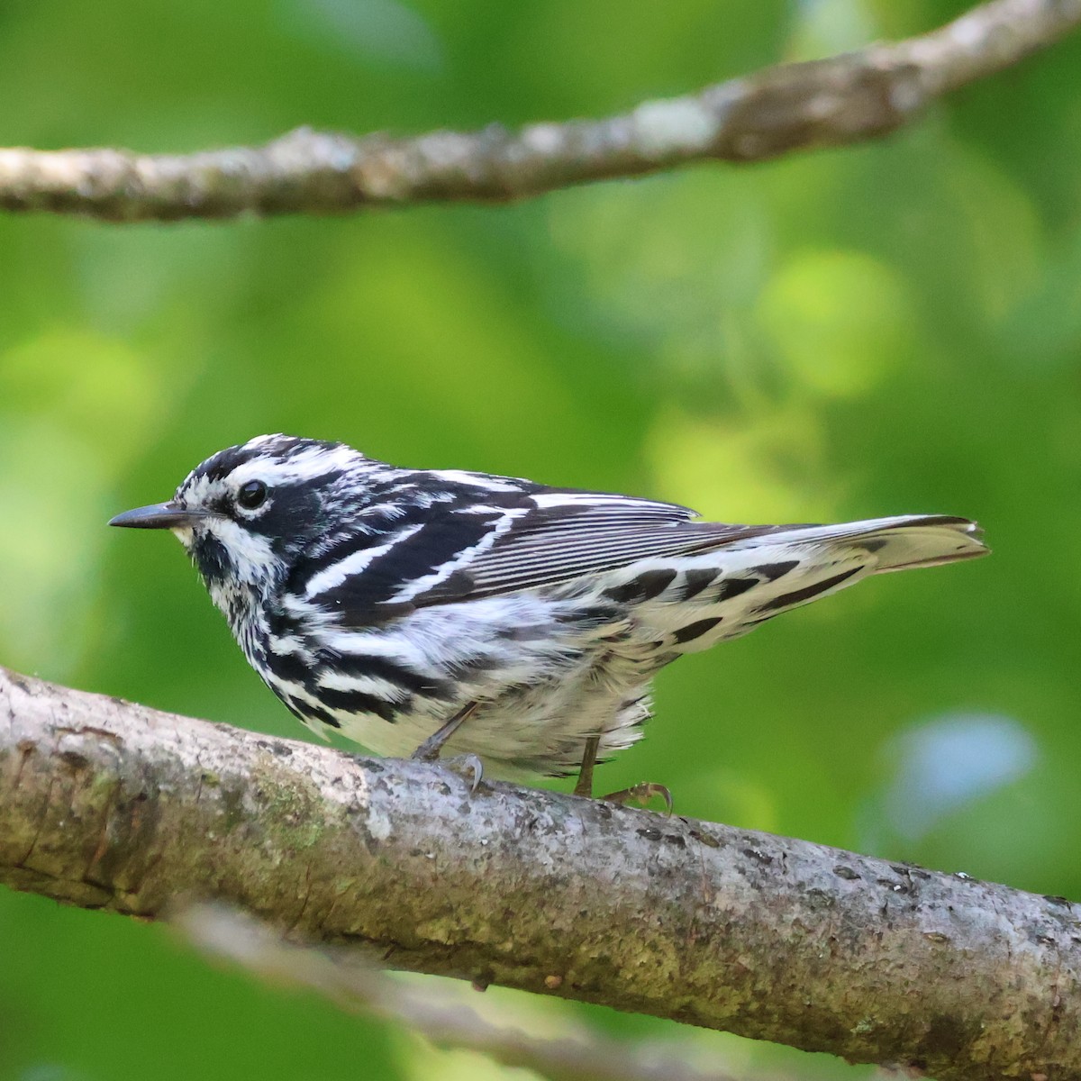 Black-and-white Warbler - ML620656942