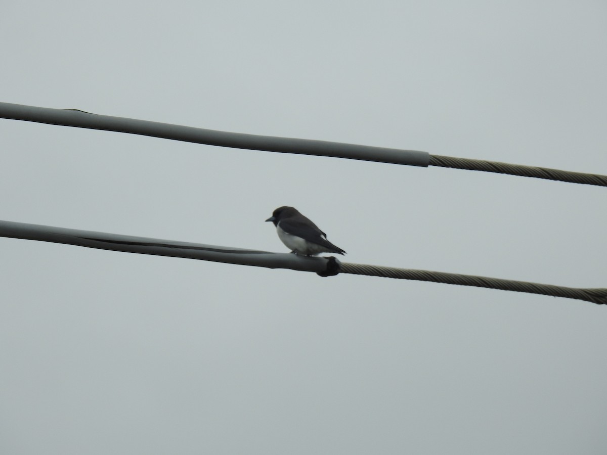 White-breasted Woodswallow - ML620656943