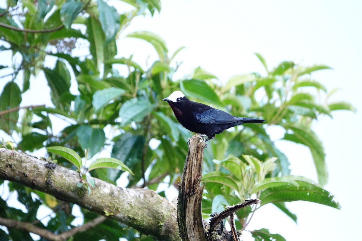 White-capped Tanager - ML620656945