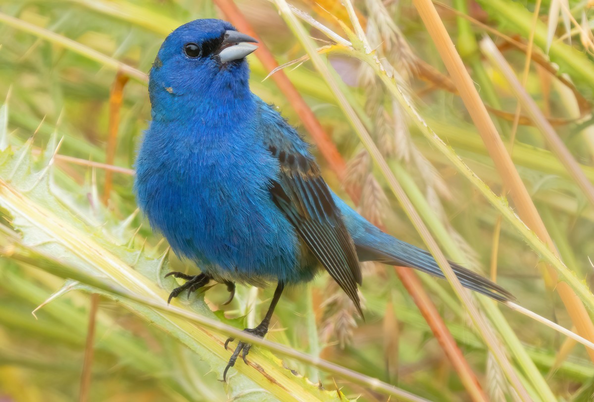 Indigo Bunting - ML620656953