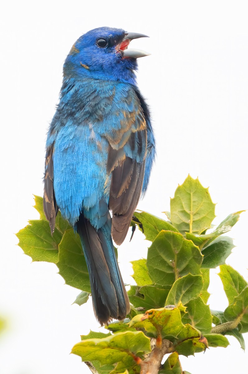 Indigo Bunting - ML620656956