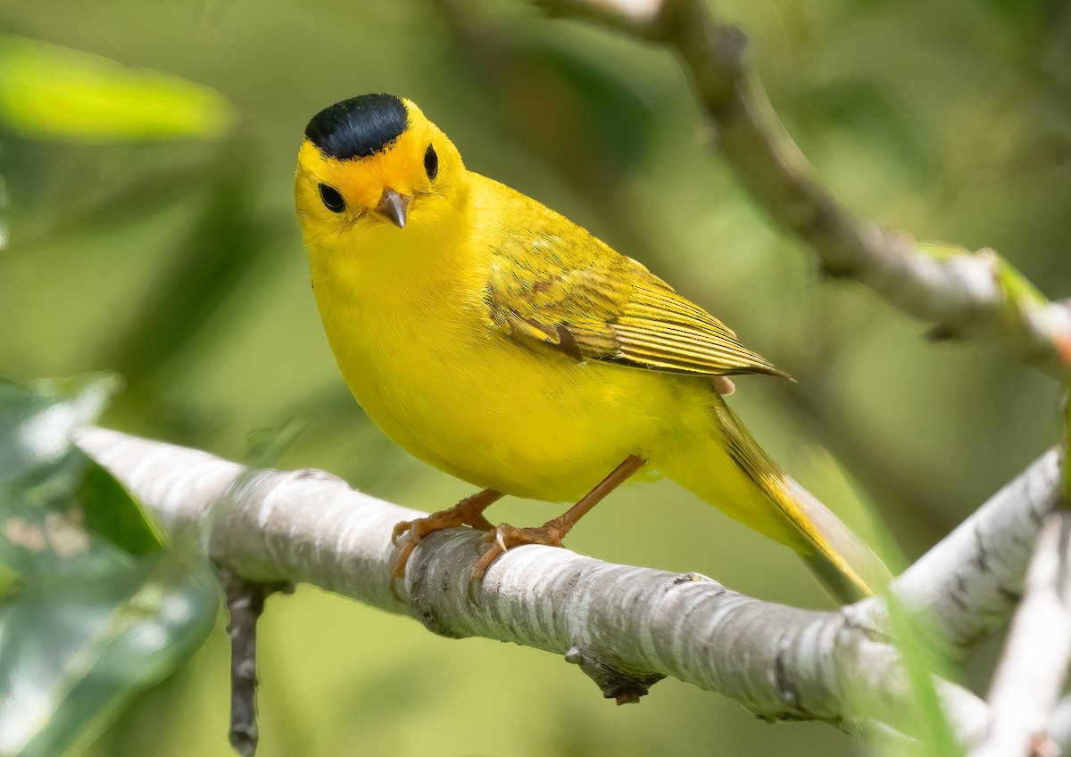 Wilson's Warbler - ML620656963