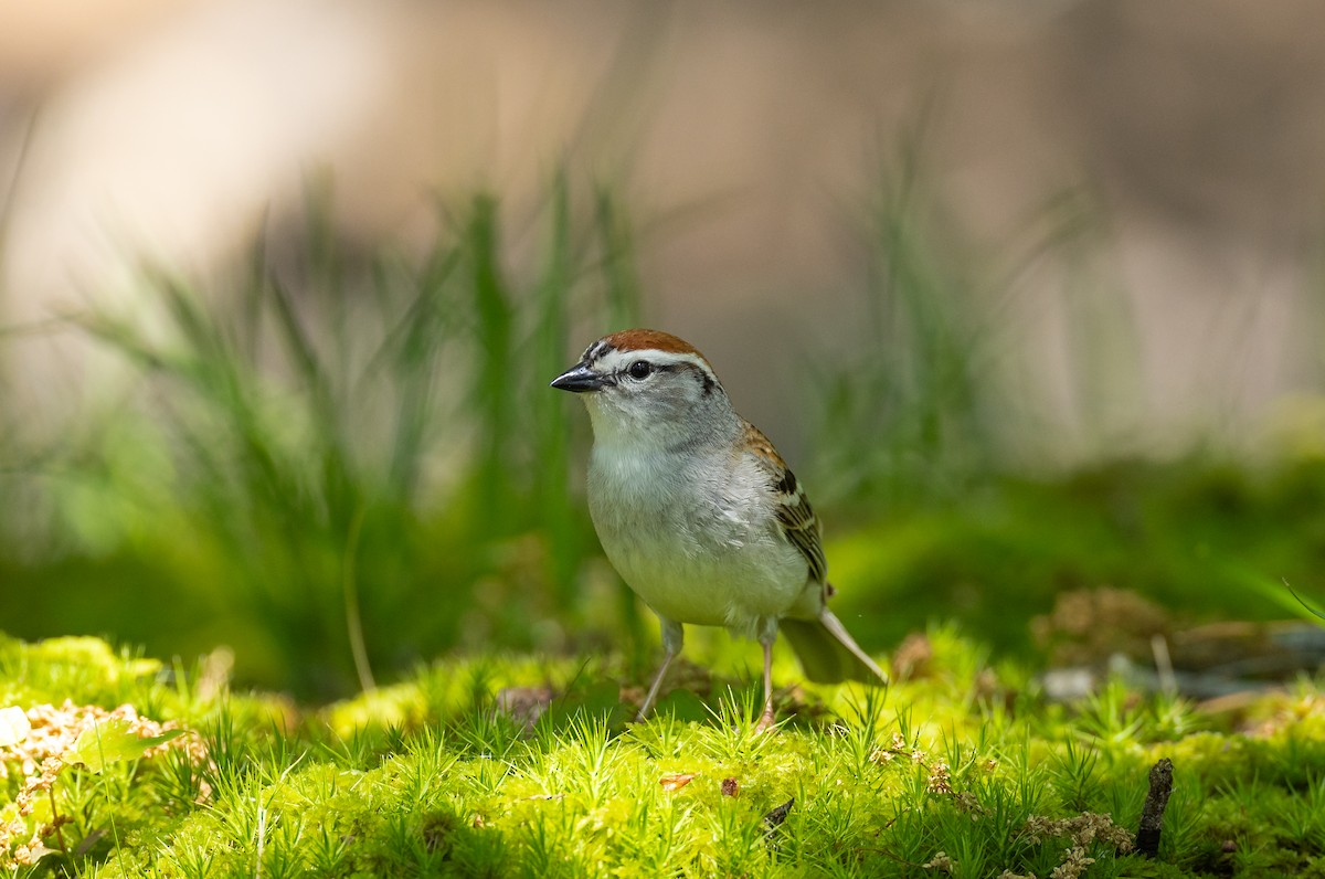 Chipping Sparrow - ML620656973