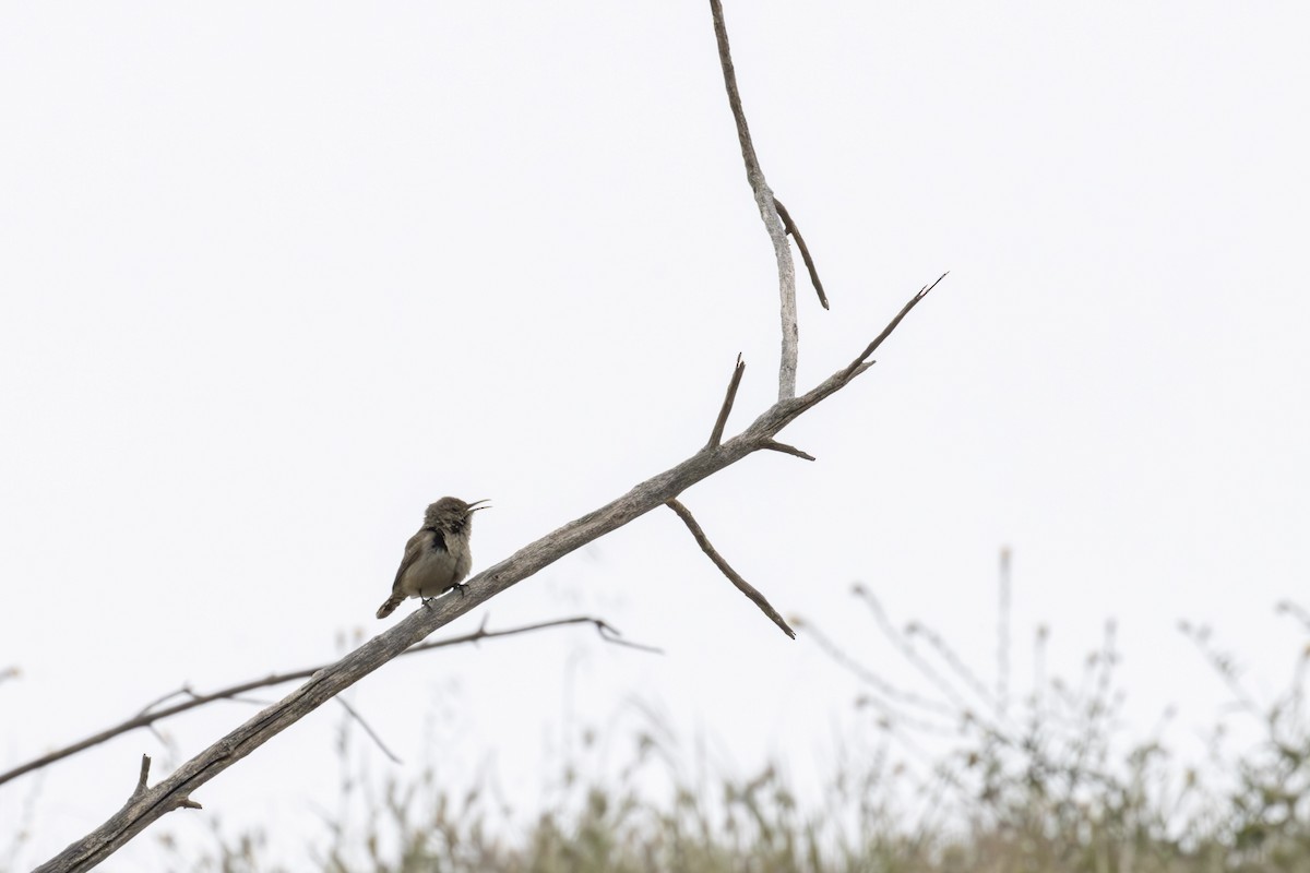 Rock Wren - ML620656982