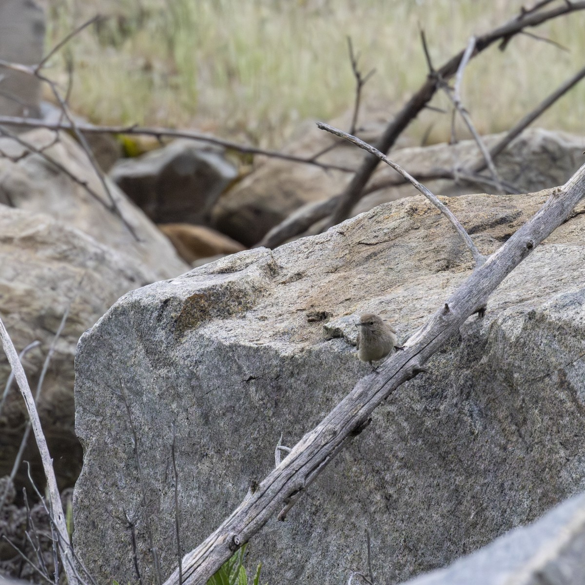 Rock Wren - ML620656984