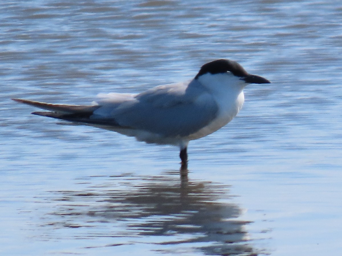 Gull-billed Tern - ML620656990