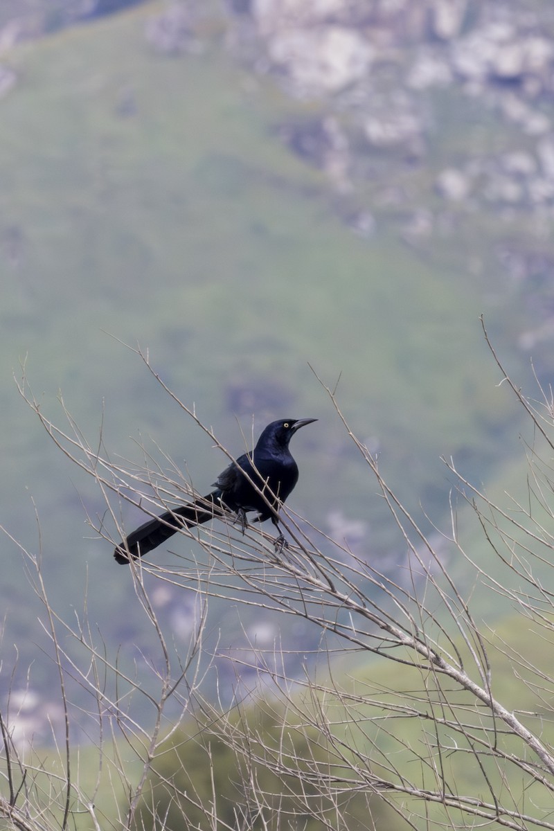 Great-tailed Grackle - ML620656992