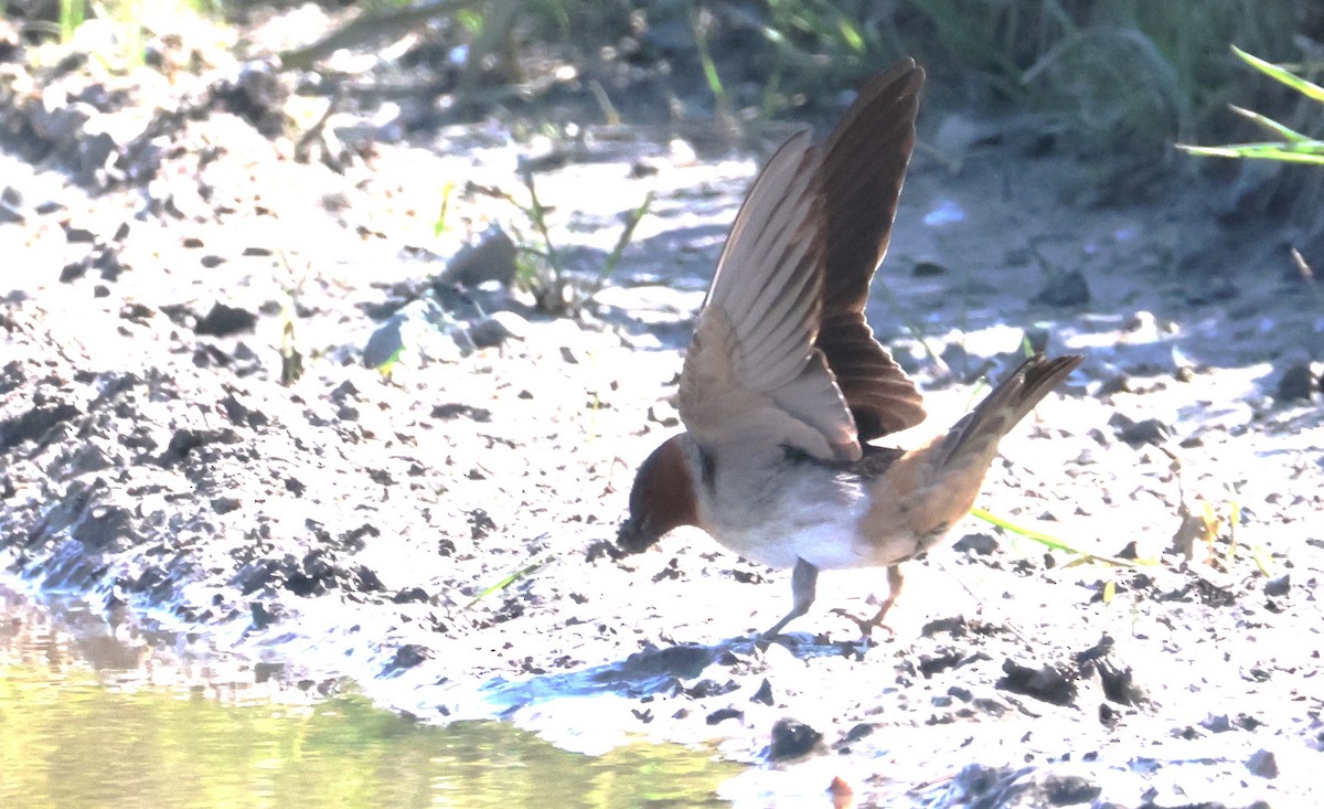 Cliff Swallow - ML620656993