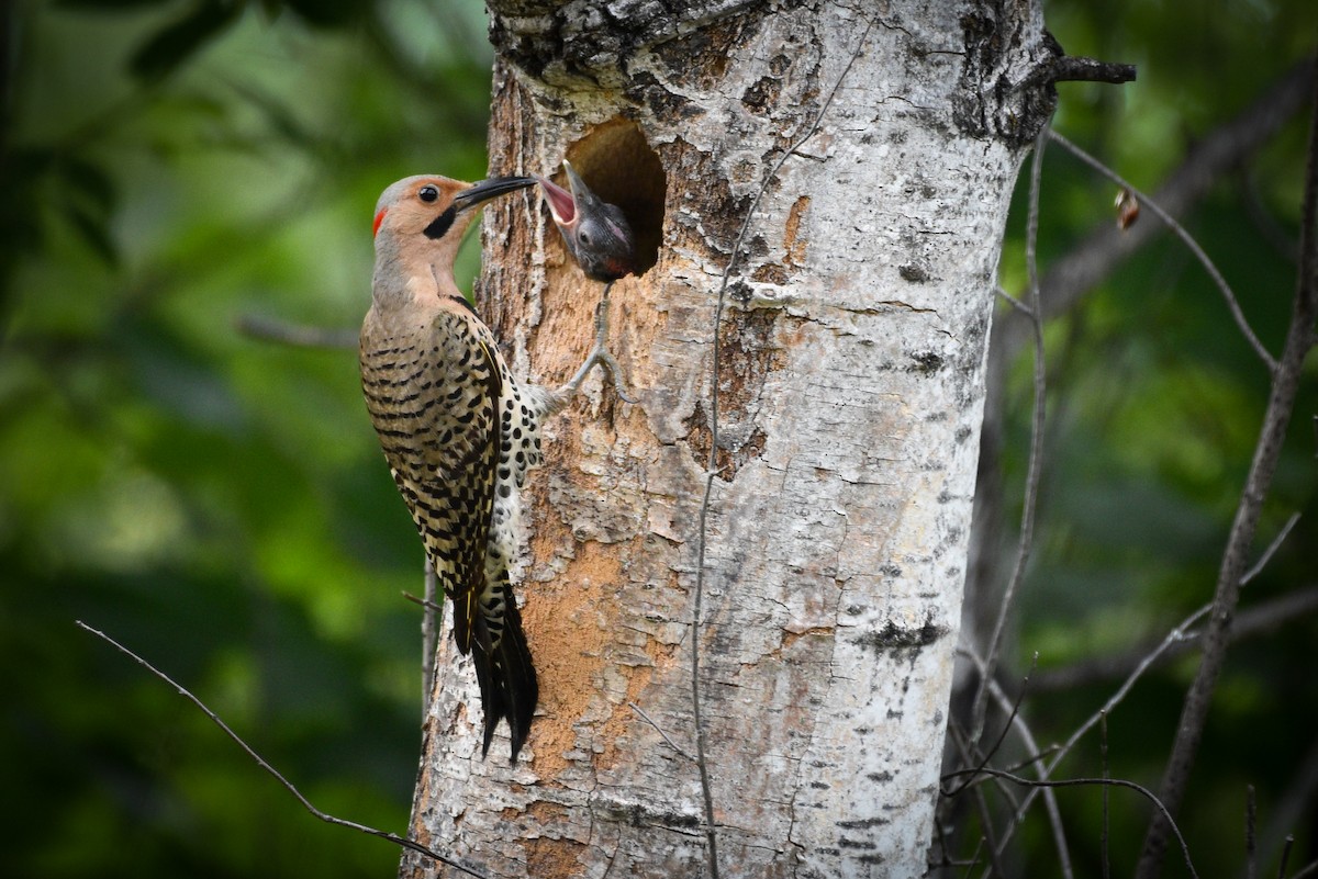 Northern Flicker - ML620656998