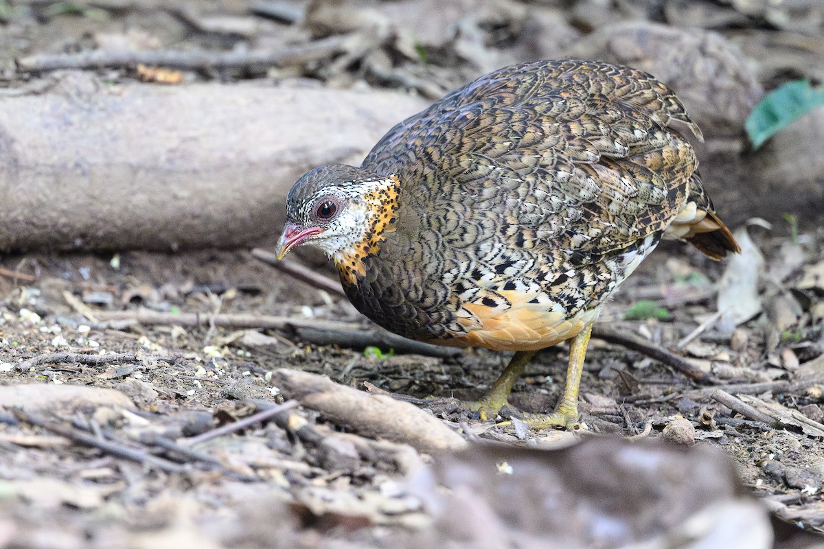 Scaly-breasted Partridge - ML620657010