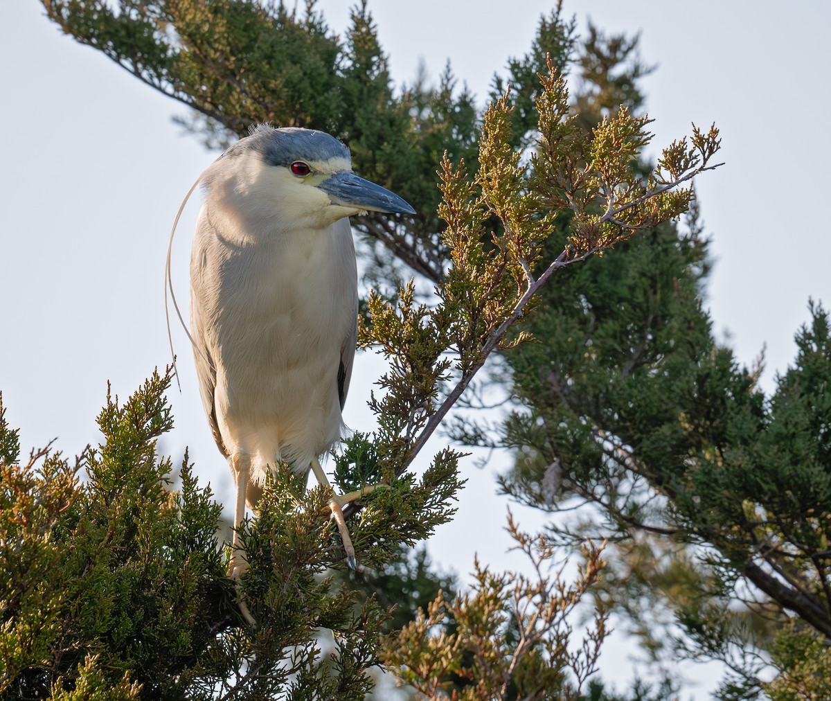 Black-crowned Night Heron - ML620657023