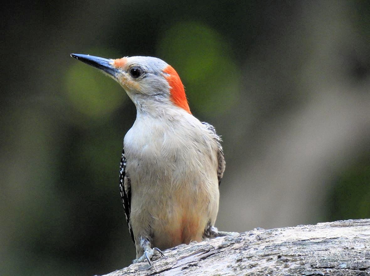 Red-bellied Woodpecker - ML620657027