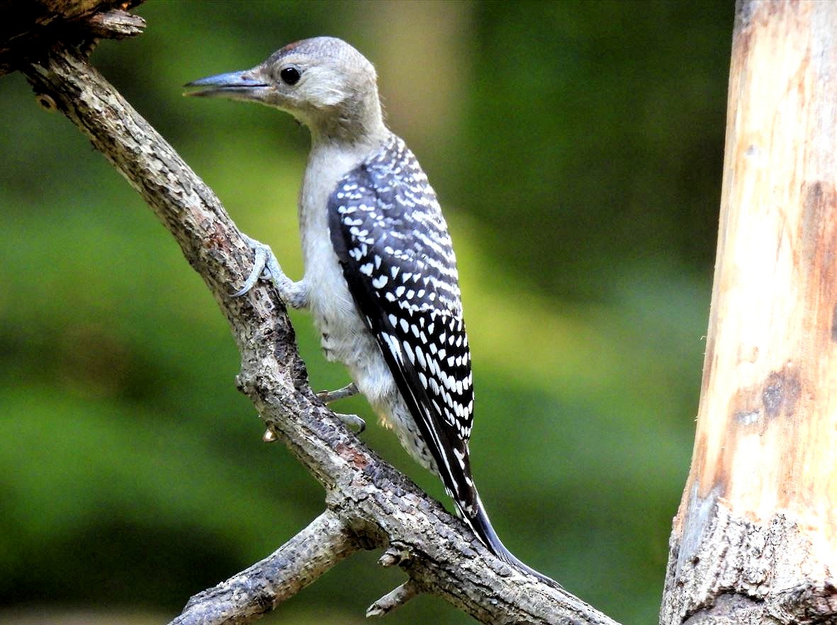 Red-bellied Woodpecker - ML620657028