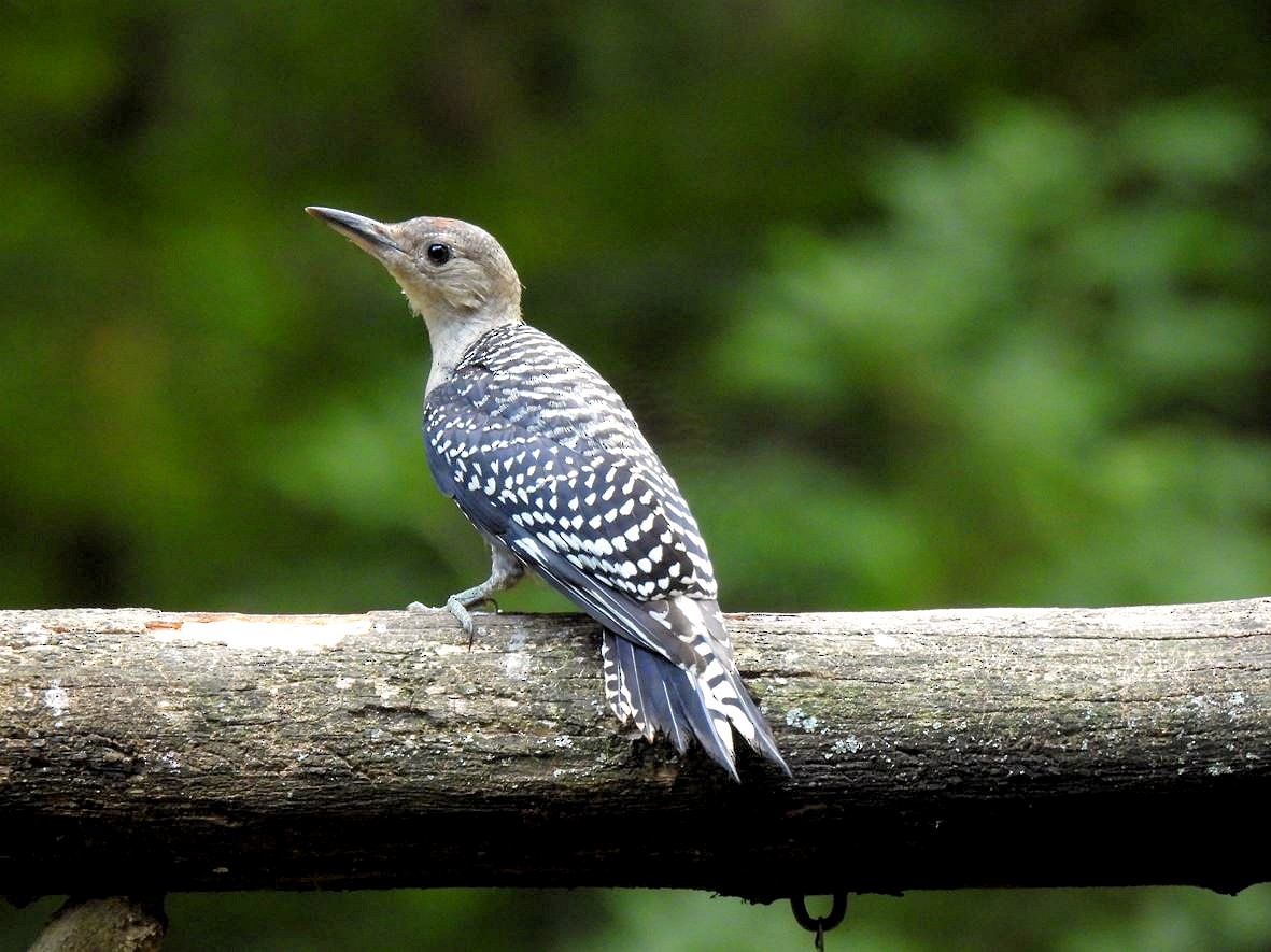 Red-bellied Woodpecker - ML620657030