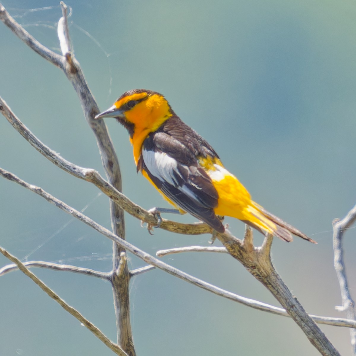 Bullock's Oriole - Mark Siebers