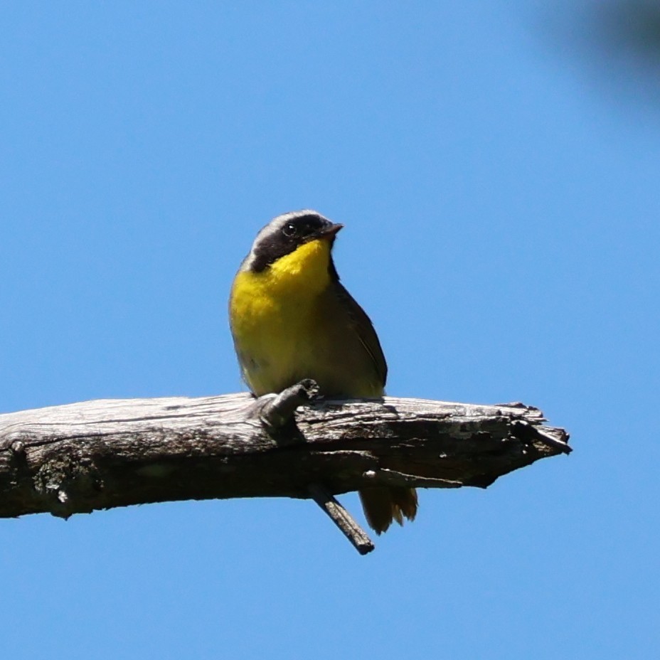 Paruline masquée - ML620657032