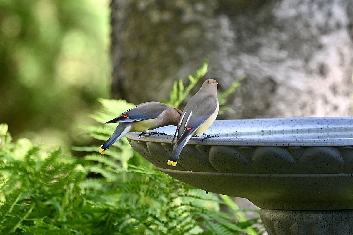 Cedar Waxwing - ML620657033