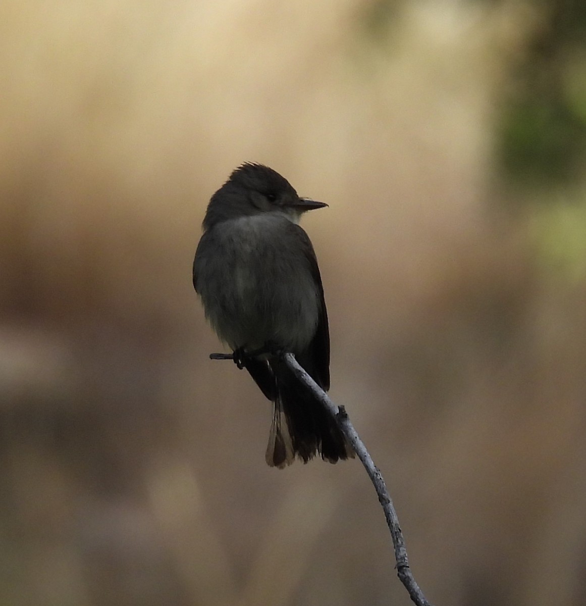 Western Wood-Pewee - ML620657037