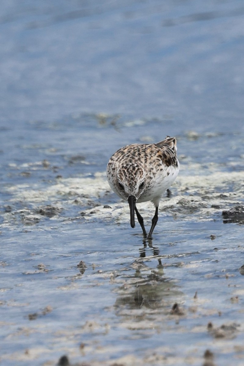 Black-bellied Plover - ML620657039