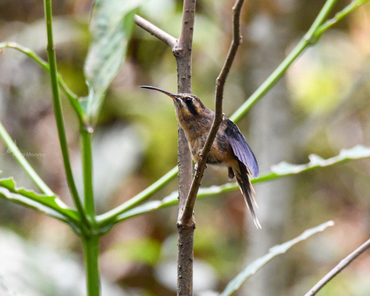 Streifenkehl-Schattenkolibri - ML620657043