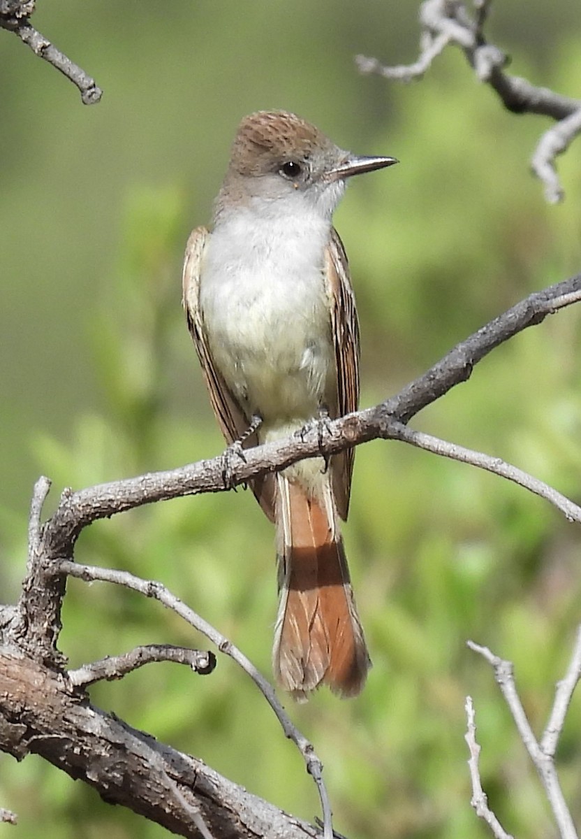 Brown-crested Flycatcher - ML620657047