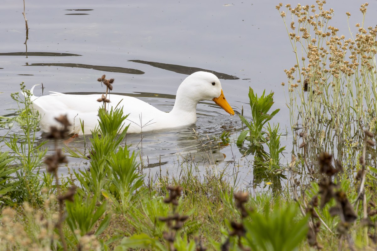 Domestic goose sp. (Domestic type) - Sunil Simha