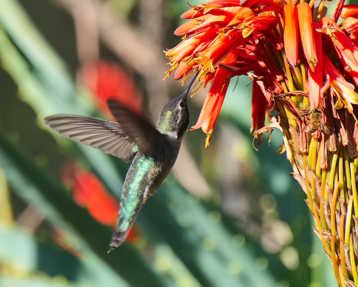 Anna's Hummingbird - ML620657051