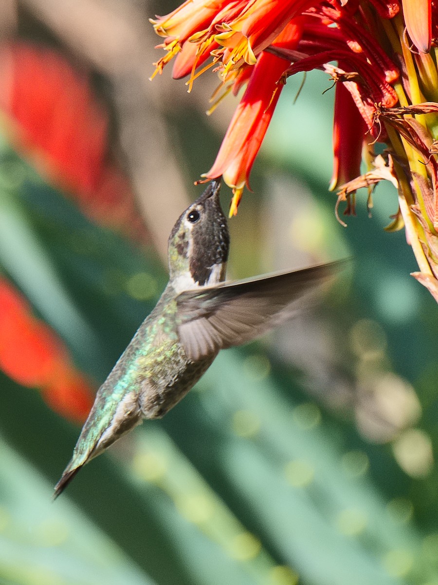 Anna's Hummingbird - ML620657053