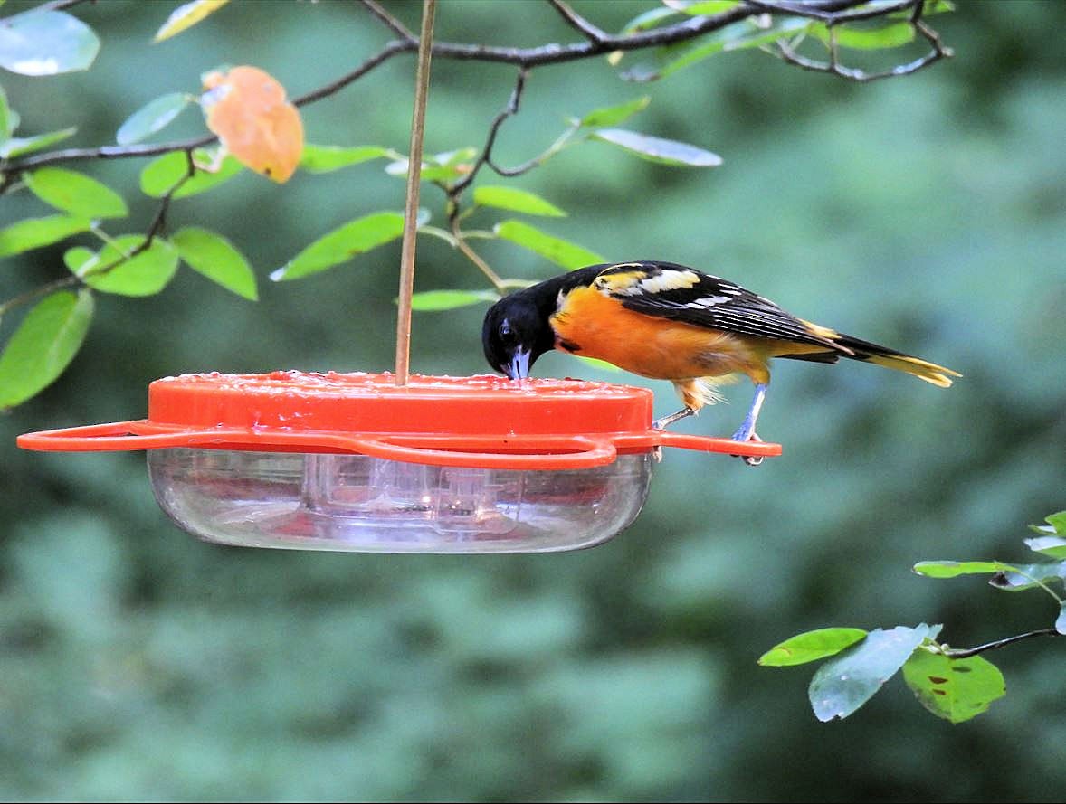 Baltimore Oriole - ML620657054