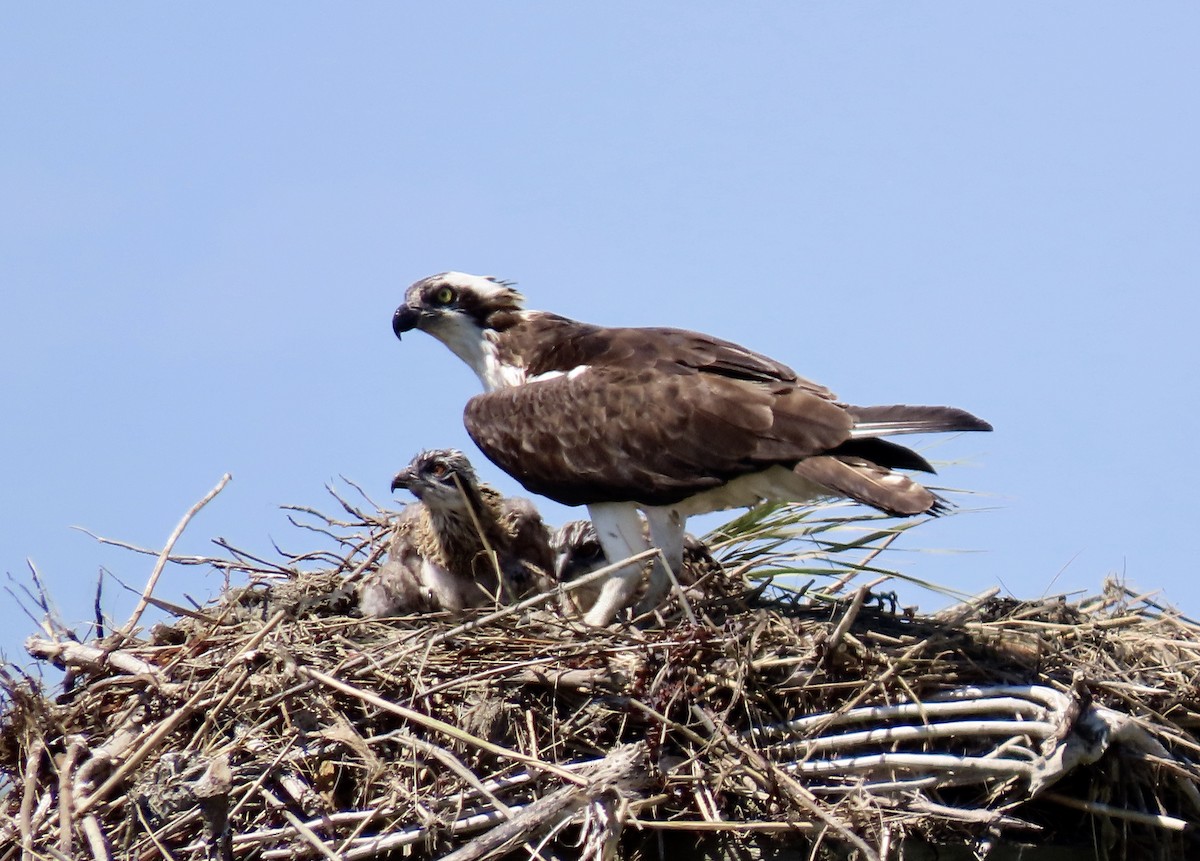 Osprey - ML620657055