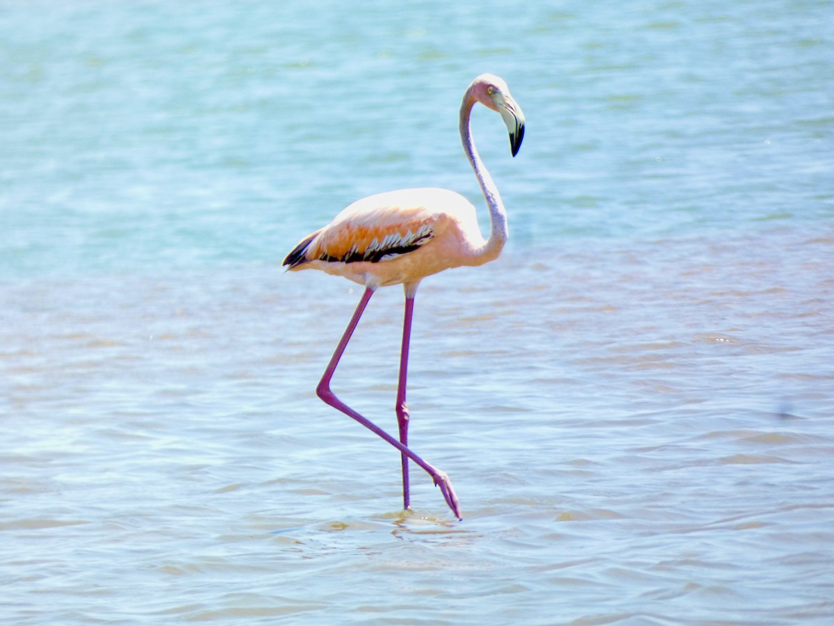 Amerika Flamingosu - ML620657059