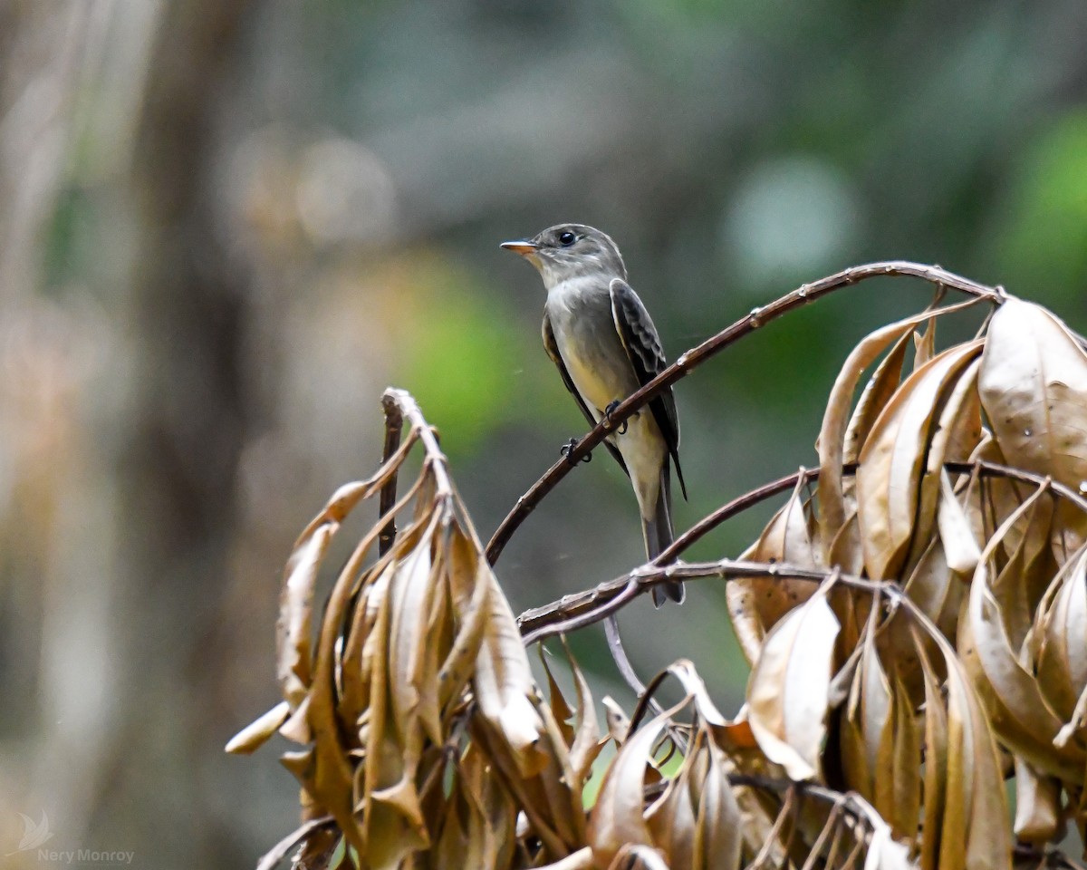 Northern Tropical Pewee - ML620657078