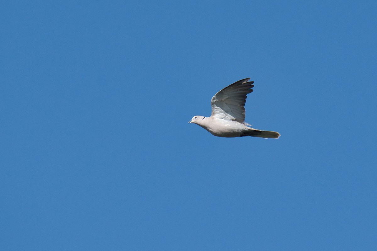 Eurasian Collared-Dove - ML620657081