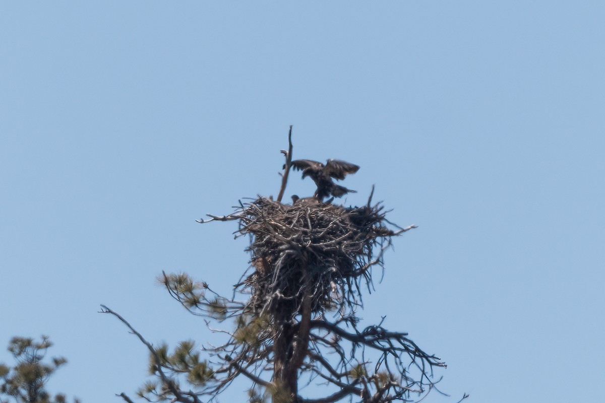 Bald Eagle - ML620657083